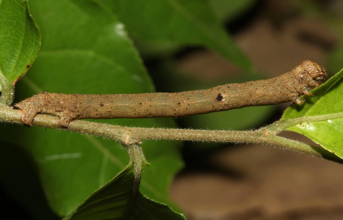 Fig.6. Larva de <i>Glena agria</i>.  Voucher : 17-SRNP-31366-DHJ736977.jpg. 
