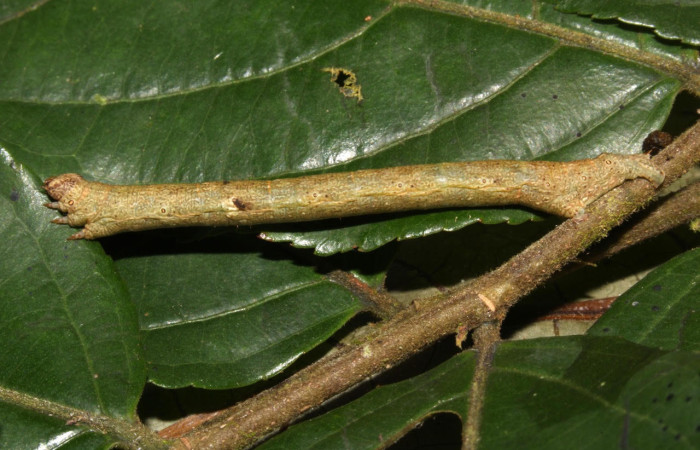 Fig.7. Larva de <i>Glena agria</i>. Voucher :20-SRNP-30390-DHJ776378.jpg.