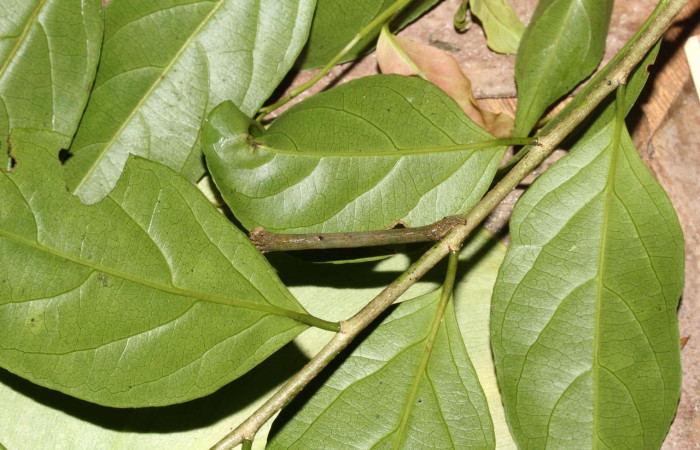 Fig.8. Larva de <i>Glena</i> Janzen05, mostrando camuflaje en su planta hospedera. Voucher : 16-SRNP-31608-DHJ735482.jpg.