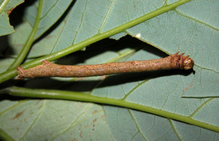 Fig.9. Larva de <i>Glena</i> Janzen06. Voucher : 03-SRNP-4030-DHJ400512.jpg.