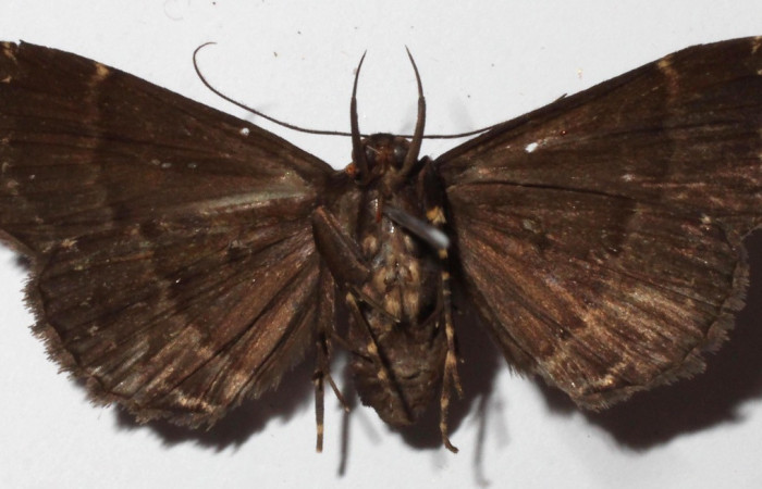 Fig.1  Adulto <i>Rejectaria ritaashleyae</i> ventral, mostrando carácter importante de la familia Erebidae ubicada en parte frontal del adulto, llamado palpos. Voucher:  15-SRNP-20615-DHJ919191.jpg