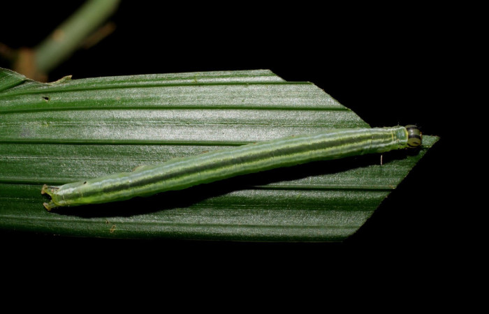Fig.4  Larva  <i>Rejectaria ritaashleyae</i> mostrando forma de alimentarse, parte dorsal.  Voucher: 06-SRNP-34701-DHJ425427.jpg