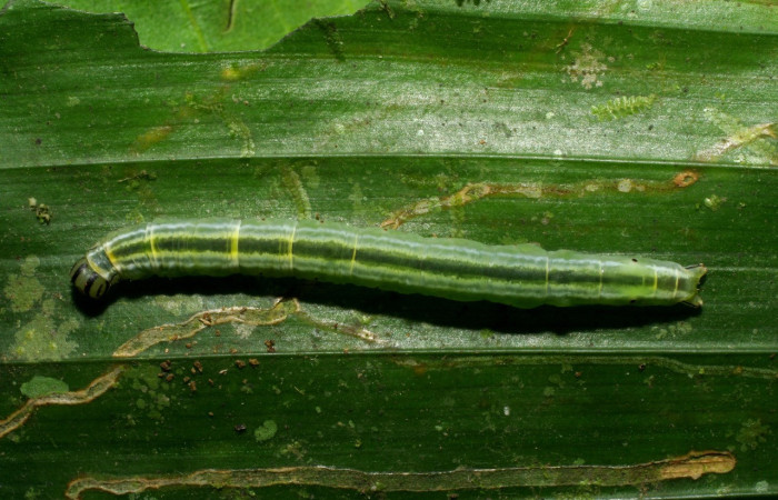 Fig.6  Larva <i> Rejectaria ritaashleyae</i>  último estadio parte dorsal. Voucher: 06-SRNP-34667-DHJ425419.jpg.
