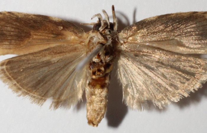 Figura 6. Adulto de <i>Chlamydastis arenaria</i> (Depressariidae).Voucher: 13-SRNP-2836-DHJ592955.