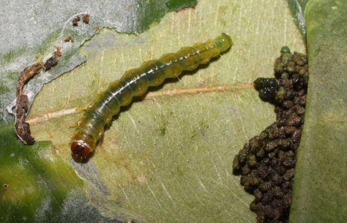 Figura 3. Parte frontal de <i>Chlamydastis arenaria</i> (Depressariidae). Voucher:18-SRNP-1647-DHJ705371.jpg.