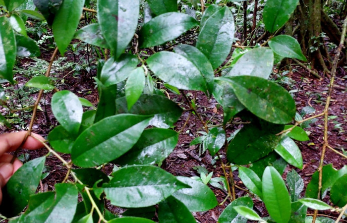 Figura 7. Arbusto de  <i>Chrysophyllum brenesii</i> (Sapotaceae), creciendo en sotobosque de San Gerardo.
