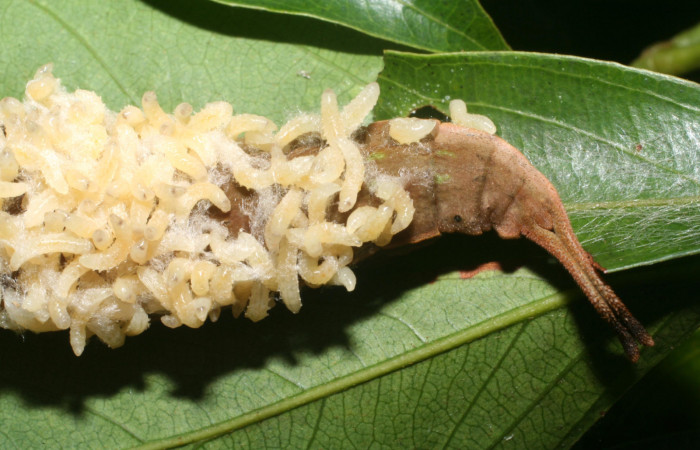 Figura 14. Larvitas de parásitos<i>Cotesia</i> Whitfield06, sobre restos de <i>Prepona</i> laertesDHJ03 (Nymphalidae). Voucher. 11- SRNP-67090-DHJ483506.