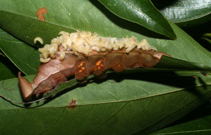 Figura 16. Larvitas de parásitos<i>Cotesia</i> Whitfield06, sobre restos de <i>Prepona</i> laertesDHJ03 (Nymphalidae). Voucher, 11- SRNP-67090-DHJ483511.