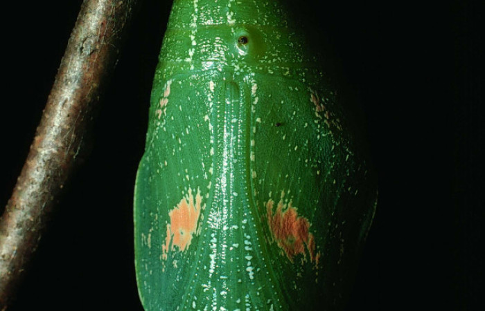 Figura 19.Pupa de <i>Prepona</i> laertesDHJ03 (Nymphalidae). Voucher, 82-SRNP-495- DHJ4249.