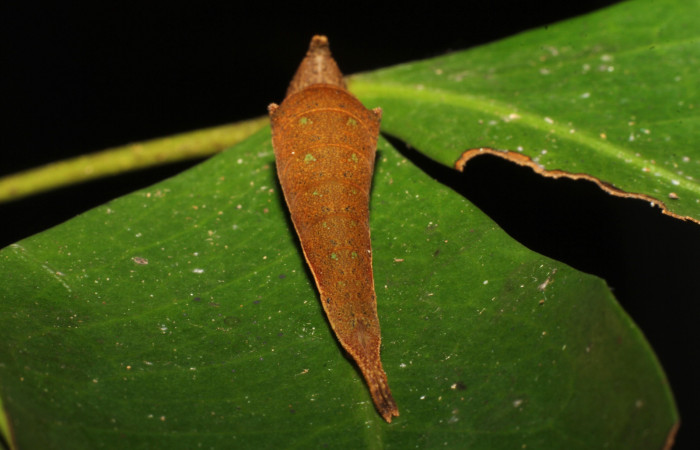 Figura 24. <i>Prepona demodice</i> (Nymphalidae). Vista tracera, Voucher 21-SRNP-21492- DHJ774149.