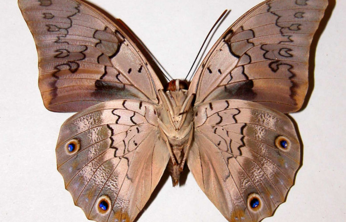 Figura 26.Adulto de <i>Prepona</i> laertesDHJ03 (Nymphalidae). Vista ventral. Voucher, 86- SRNP-373-DHJ39023.