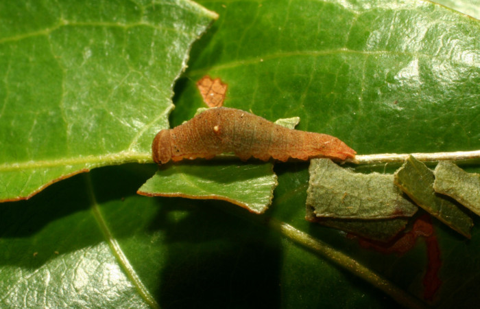 Figura 2. <i>Prepona</i> laertesDHJ03. (Nymphalidae). Vista lateral. Voucher 14- SRNP-65034-DHJ488063.