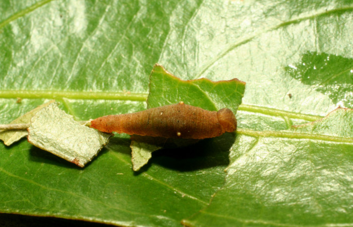 Figura 3. <i>Prepona</i> laertesDHJ03 (Nymphalidae). Vista dorsal. Voucher 14-SRNP-65034-DHJ488064.