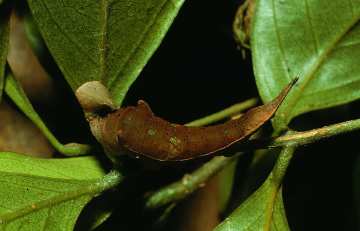 Figura 4. <i>Prepona</i> laertesDHJ03 (Nymphalidae). Vista dorsal. Voucher 02-SRNP-18-DHJ64071.