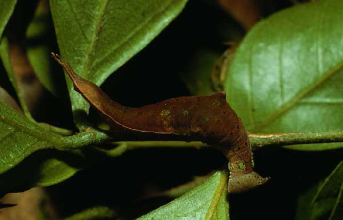 Figura 5. <i>Prepona</i> laertesDHJ03 (Nymphalidae). Vista dorsal. Voucher 02-SRNP-18-DHJ64073.