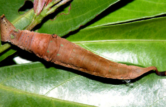 Figura 7. <i>Prepona</i> laertesDHJ03 (Nymphalidae), PU estadio. Vista dorsal. Voucher. 03-SRNP-1747- DHJ400052