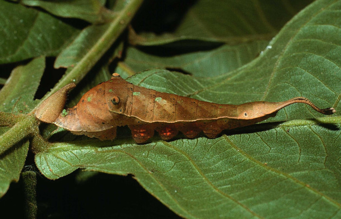 Figura 8. <i>Prepona</i> laertesDHJ03 (Nymphalidae), último estadio, vista lateral. Voucher. 03-SRNP-10378- DHJ77831