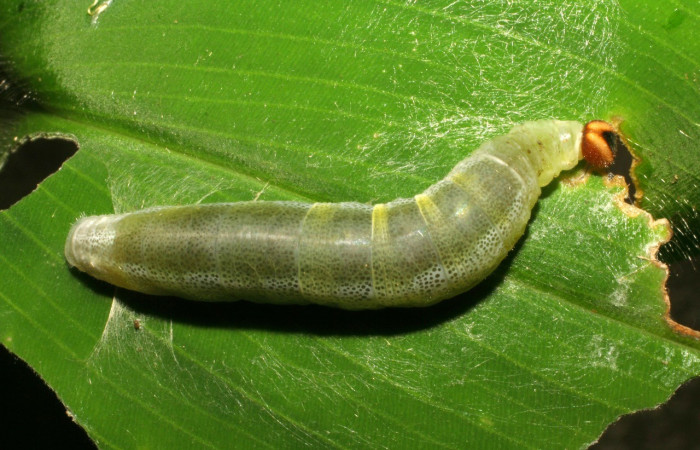 Figura. 11 Larva <i>Calpodes</i> Burns03 (Hesperiidae), posición dorsal entero alimentándose en <i>Costus malortieanus</i>, (Costaceae). (05-SRNP-4466-DHJ402921.jpg). 
