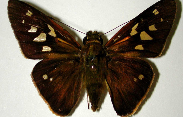 Figura. 12 Adulto <i>Calpodes</i> Burns03 (Hesperiidae), posición vista dorsal entero. (00-SRNP-22192-DHJ33099).
