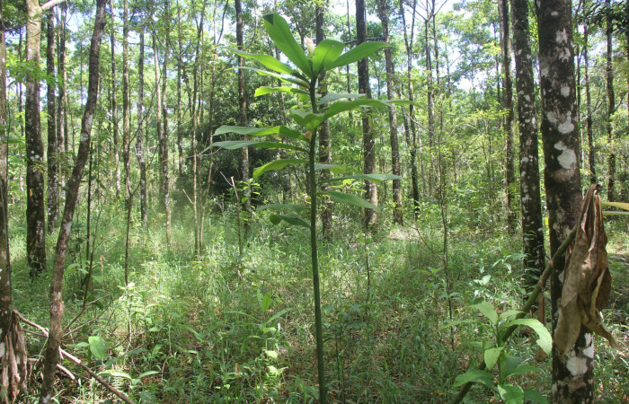 Figura. 1 Habitad, <i>Costus malortieanus</i>, (Costaceae). Area de Conservación Guanacaste. Sector Rincón Rain Forest. Selva, (elevación 410 metros), colectada el 17 de noviembre 2023. Foto, Jorge Hernández. 

