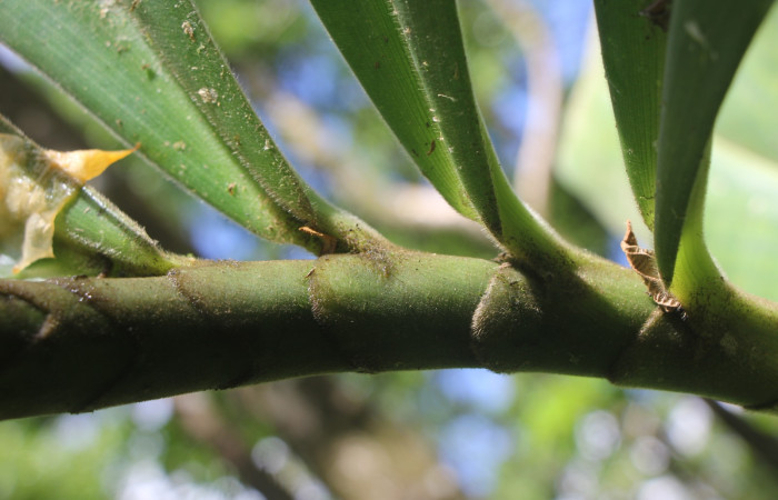 Figura. 2 Posición hojas, <i>Costus malortieanus</i>, (Costaceae). Area de Conservación Guanacaste. Sector Rincón Rain Forest. Selva, (elevación 410 metros), colectada el 17 de noviembre 2023. Foto, Jorge Hernández. 

