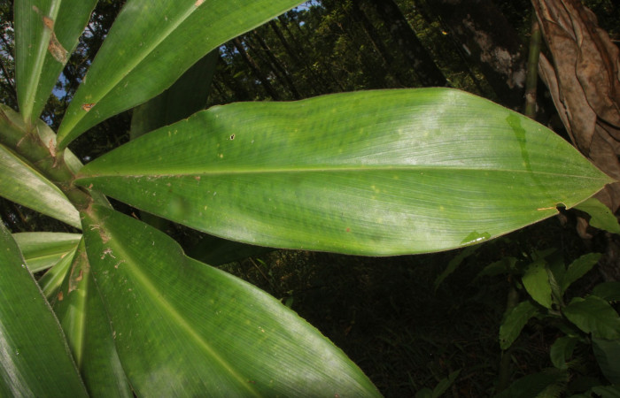 Figura. 3 Hojas haz, <i>Costus malortieanus</i>, (Costaceae). Area de Conservación Guanacaste. Sector Rincón Rain Forest. Selva, (elevación 410 metros), colectada el 17 de noviembre 2023. Foto, Jorge Hernández. 
