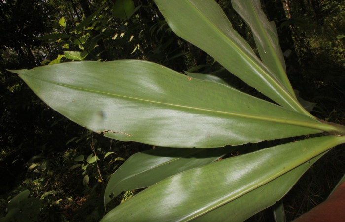Figura. 4 Hojas envés, <i>Costus malortieanus</i>, (Costaceae). Area de Conservación Guanacaste. Sector Rincón Rain Forest. Selva, (elevación 410 metros), colectada el 17 de noviembre 2023. Foto, Jorge Hernández. 