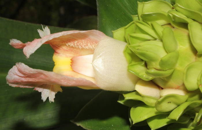 Figura. 9 Flor lateral, <i>Costus malortieanus</i>, (Costaceae). Area de Conservación Guanacaste. Sector Rincón Rain Forest. Selva, (elevación 410 metros), colectada el 17 de noviembre 2023. Foto, Jorge Hernández. 