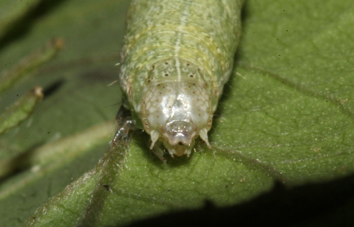 Figura 10. Lateral entero U estadio. <i>Perigea berinda</i>, (Noctuidae), en la planta <i>Lepidaploa tortuosa</i> (Asteraceae). Sector Pitilla, Loaiciga (elevación 455 metros), colectada 26 julio 2017. (17-SRNP-32014-DHJ739992.jpg).