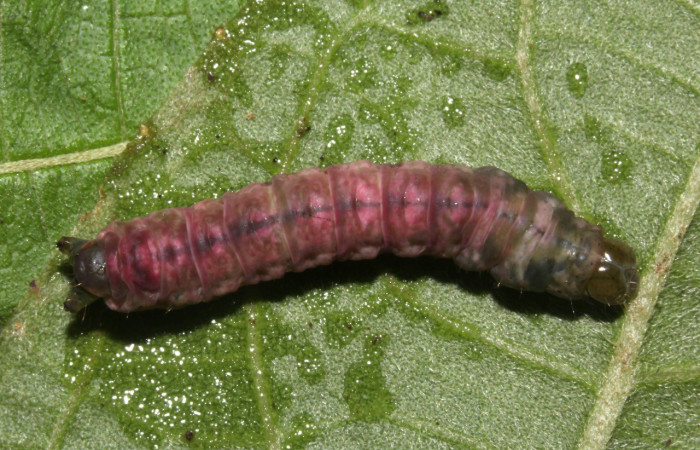 Figura 13.Prepupa <i>Perigea berinda</i>, (Noctuidae). (17-SRNP-31749-DHJ739590.jpg).