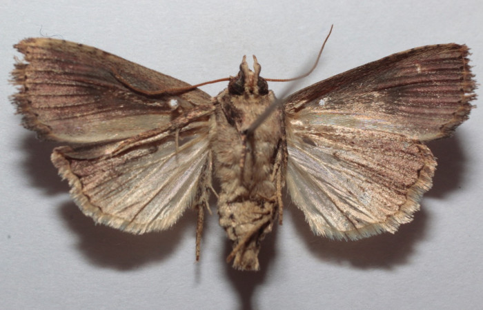 Figura 15. Adulto <i>Perigea berinda</i> (Noctuidae), posición vista dorsal. (21-SRNP-81722-DHJ735600).
