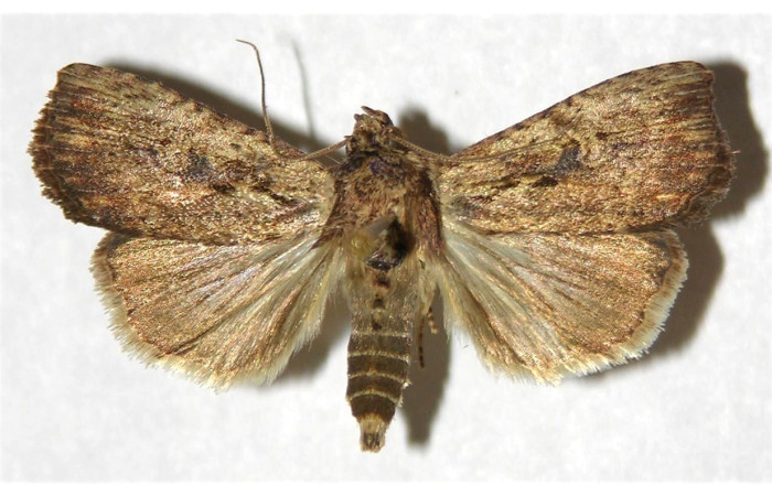 Figura 18. Adulto <i>Perigea agnonia</i> (Noctuidae), posición vista dorsal. (01-SRNP-3870-DHJ320880).