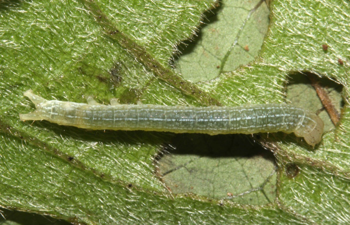 Figura 1. Dorsal entero PPU estadio. <i>Perigea berinda</i>, (Noctuidae), en la planta <i>Lepidaploa tortuosa</i> (Asteraceae). Sector Pitilla, Ingas (elevación 580 metros), colectada 5 julio 2017. (17-SRNP-31755-DHJ739495.jpg).