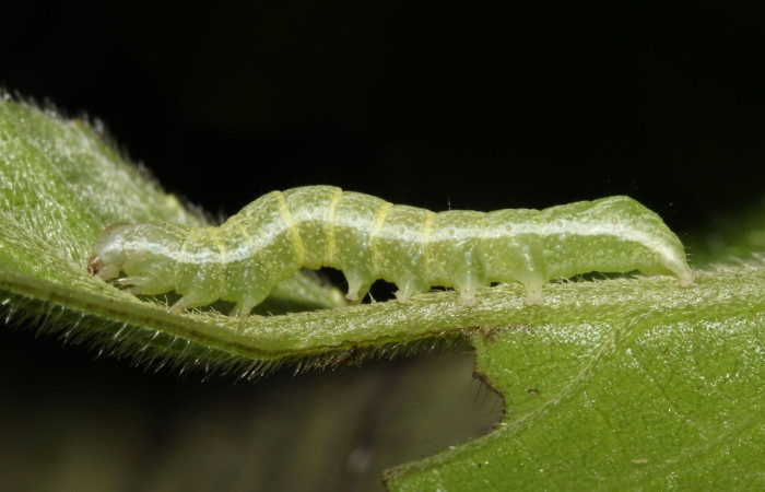 Figura 4. Dorsal entero PU estadio. <i>Perigea berinda</i>, (Noctuidae), en la planta <i>Lepidaploa tortuosa</i> (Asteraceae). Sector Pitilla, Ingas (elevación 580 metros), colectada 5 julio 2017. (17-SRNP-31755-DHJ739594.jpg).