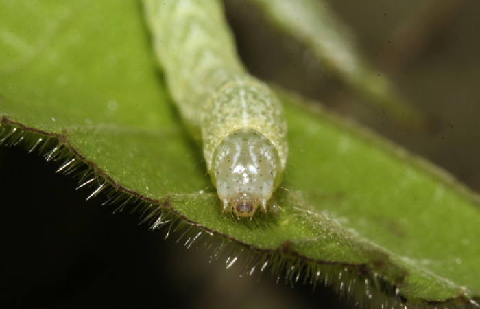Figura 5. Dorsal entero PU estadio. <i>Perigea berinda</i>, (Noctuidae), en la planta <i>Lepidaploa tortuosa</i> (Asteraceae). Sector Pitilla, Ingas (elevación 580 metros), colectada 5 julio 2017. (17-SRNP-31755-DHJ739594.jpg).