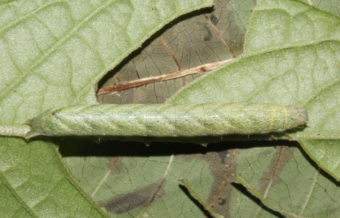 Figura 6. Dorsal entero U estadio. <i>Perigea berinda</i>, (Noctuidae), en la planta <i>Lepidaploa tortuosa</i> (Asteraceae). Sector Pitilla, Loaiciga (elevación 455 metros), colectada 26 julio 2017. (17-SRNP-32014-DHJ739990.jpg).