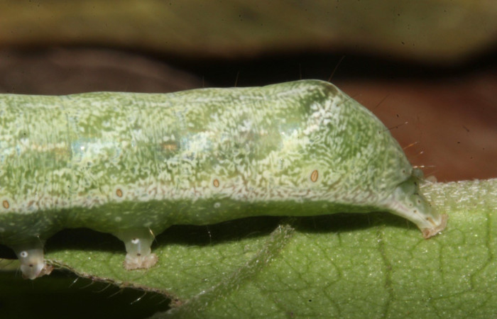 Figura 8. Parte posterior U estadio. <i>Perigea berinda</i>, (Noctuidae), en la planta <i>Lepidaploa tortuosa</i> (Asteraceae). Sector Pitilla, Loaiciga (elevación 455 metros), colectada 26 julio 2017. (17-SRNP-32014-DHJ739993.jpg).