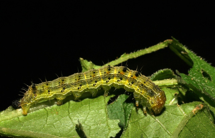 Fig 1. Larva <i>Chloridea virescens</i> en ultimo estadio mide 30 largo sitio. La Perla.   Voucher 05-SRNP-59272-DHJ408553.jpg