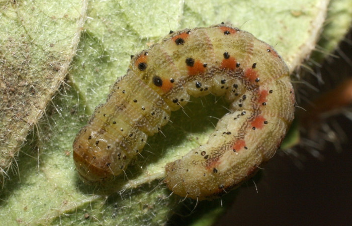 Fig 7. Larva <i>Chloridea virescens</i> en ultimo estadio mide 23 mm largo sitio Los almendro.   Voucher 14-SRNP-20851-DHJ710217.jpg