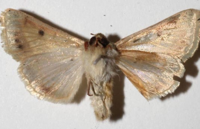 Fig 5. Adulto <i>Chloridea virescens</i> familia  Noctuidae, vista ventral en alas abiertas mide 31 mm.   voucher 18-SRNP-26399-DHJ942035