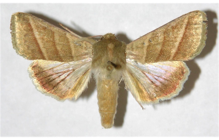 Fig 9. Adulto <i>Chloridea virescens</i> familia  Noctuidae, vista dorsal en alas abiertas mide 34 mm.   voucher 97-SRNP-9610-DHJ317694