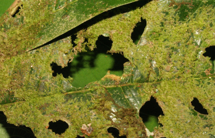 Fig. 6. Notodontidae same as 12-SRNP-30922, larva camuflada en hoja con musgo. Area de Conservación Guanacaste, Sector Pitilla, Sendero Memos. (12-SRNP-30923-DHJ485514.jpg).