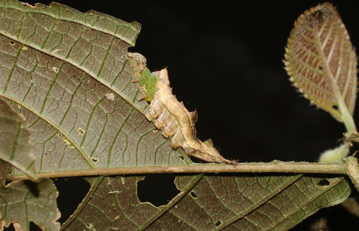 Fig. 4. <i>Ianassa</i> moribundaDHJ02 (Notodontidae), larva en penúltimo estadío. Area de Conservación Guanacaste, Sector San Cristóbal, Río Blanco.(17-SRNP-190-DHJ704232.jpg).