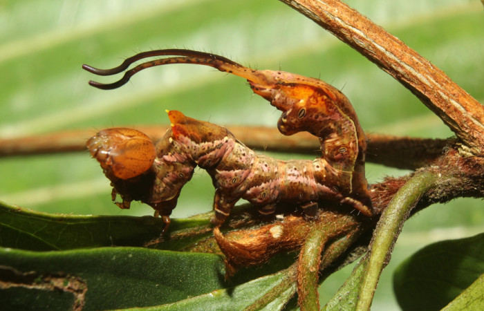Fig. 5. <i>Calledema argenta</i> (Notodontidae), larva último estadío. Area de Conservación Guanacaste, Sector Pitilla, Medrano. (17-SRNP-72850-DHJ741175.jpg).