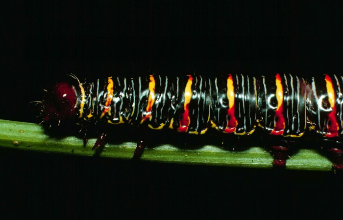 Fig. 2. <i>Didugua argentilinea</i> (Notodontidae), larva último estadio. Area de Conservación Guanacaste, Sector Cacao, Estación Biológica Cacao. (99-SRNP-1186-DHJ50577.jpg).