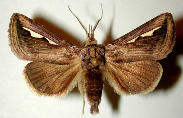 Fig. 10. <i>Didugua argentilinea</i> (Notodontidae), macho adulto, vista dorsal. Area de Conservación Guanacaste, Sector San Cristóbal, Sendero Pinyal. Foto para demostrar que tanto el macho como la hembra son casi iguales a simple vista. (99-SRNP-4727-DHJ32402).