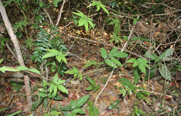 Fig. 14. Habitat de <i>Serjania atrolineata</i> familia Sapindaceae, planta hospedera de <i>Didugua argentilinea</i> (Notodontidae). Area de Conservación Guanacaste, Serctor Santa Rosa, Bosque Húmedo. Foto Parataxónoma Dunia Garcia 02/20/2019