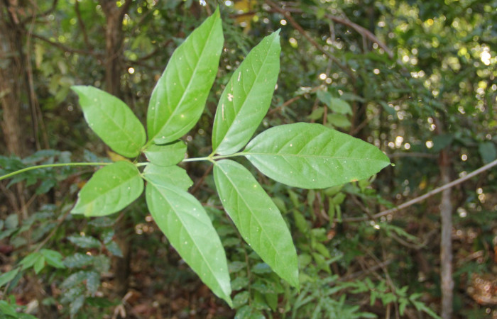 Fig. 11. Haz o cara superior de <i>Serjania atrolineata</i> familia Sapindaceae, planta hospedera de <i>Didugua argentilinea</i> (Notodontidae). Area de Conservación Guanacaste, Serctor Santa Rosa, Bosque Húmedo. Foto Parataxónoma Dunia Garcia 02/20/2019