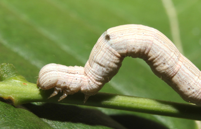 Figura 3 Larva <i>Ptichodis immunis</i> (Erebidae), en último estadío (U), vista lateral, localidad Medrano, Estación Biológica Quica Sector Pitilla ACG (380m). Voucher: 17-SRNP-70962-DHJ737502.jpg
