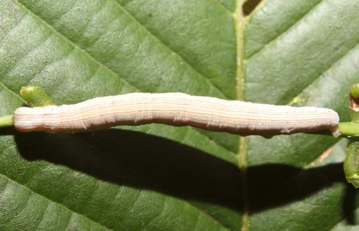 Figura 5 Larva <i>Ptichodis immunis</i> (Erebidae), en último estadío (U), vista dorsal, localidad Medrano, Estación Biológica Quica Sector Pitilla ACG (380m). Voucher:17-SRNP-70962-DHJ737504.jpg
